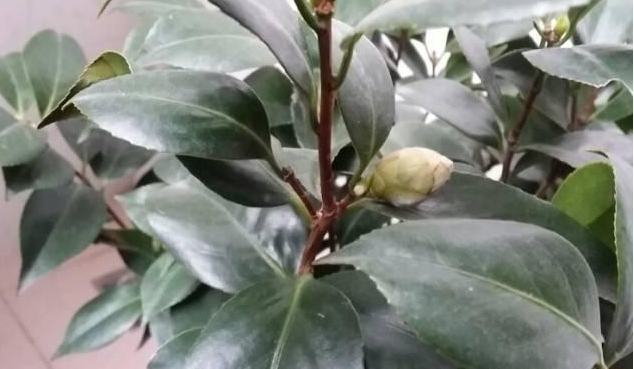 茶花掉花苞怎么回事 怎么办呢