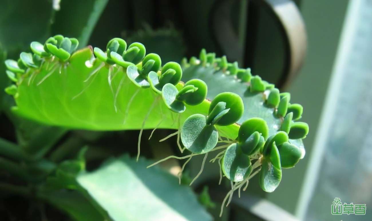 植物神奇的无性繁殖方式