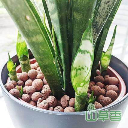 植物神奇的无性繁殖方式