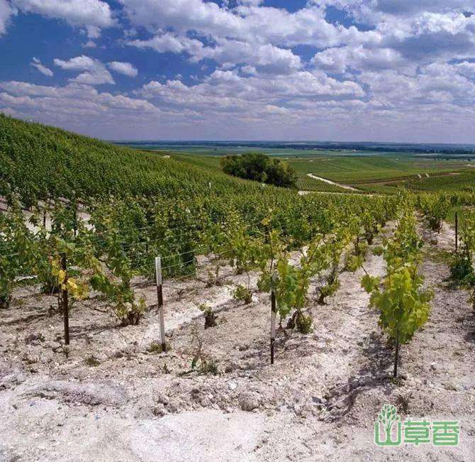  根据土壤特性来种植——不同土壤的特征及适合种植的植物  