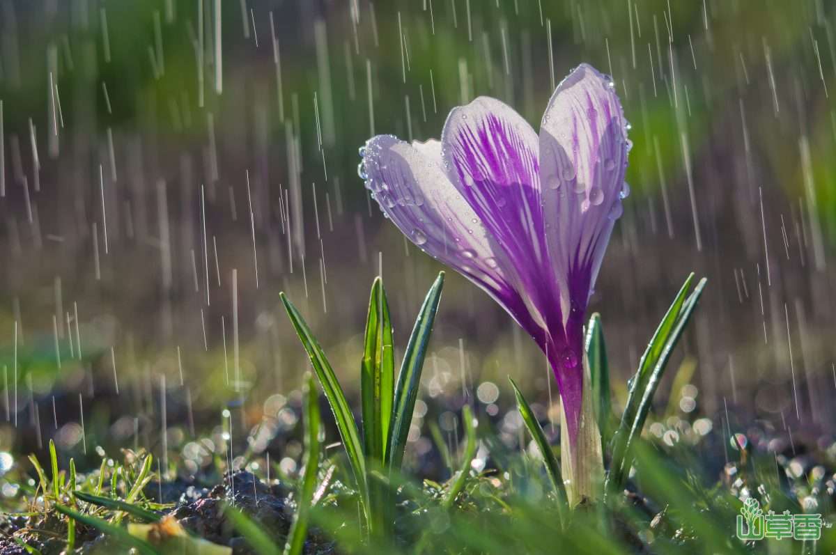 为什么雨水浇花生长的更好