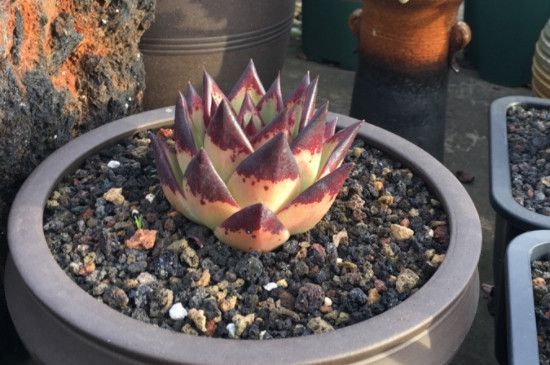 多肉乌木的养殖方法和注意事项(十大最漂亮的多肉植物)