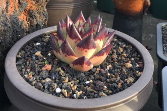 乌木多肉的养殖方法和注意事项(十大最漂亮的多肉植物)