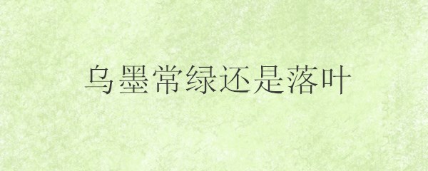 乌墨常绿还是落叶？