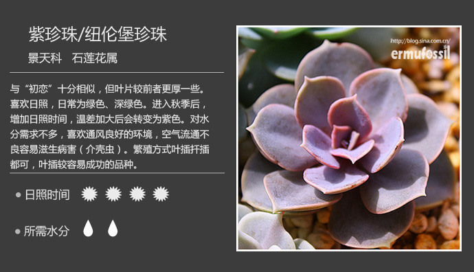 100种常见多肉植物图鉴及养殖方法