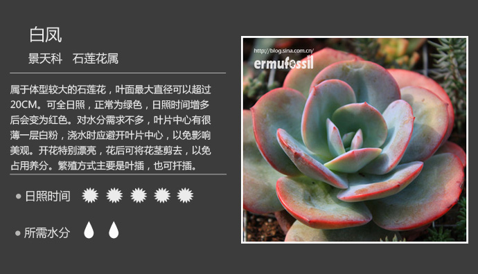 100种常见多肉植物图鉴及养殖方法