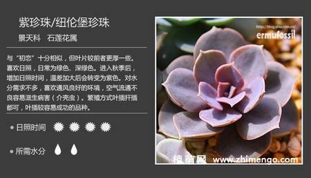 150种多肉植物图片名称大全