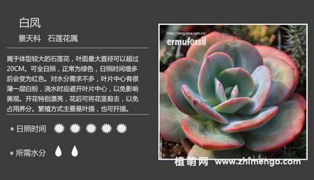 150种多肉植物图片名称大全