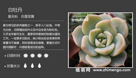 150种多肉植物图片名称大全