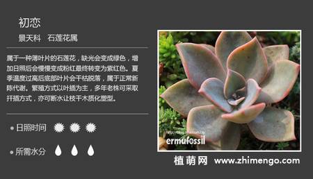 150种多肉植物图片名称大全