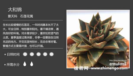 150种多肉植物图片名称大全