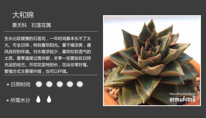 100种常见多肉植物图鉴及养殖方法