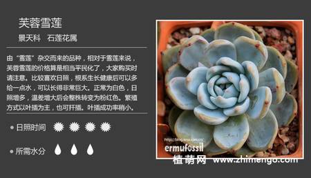 150种多肉植物图片名称大全