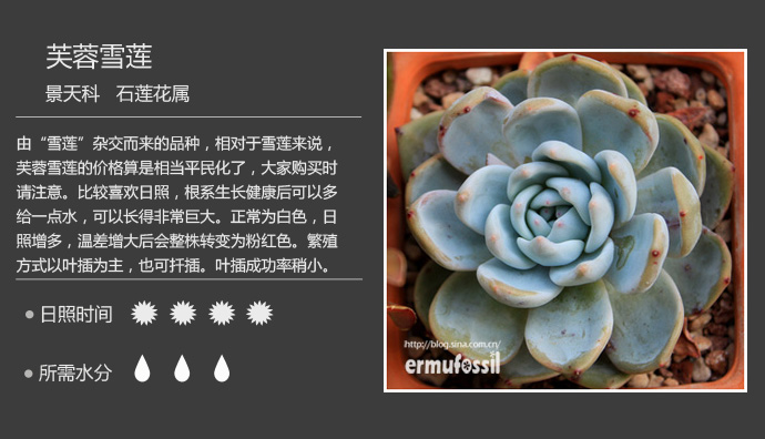 100种常见多肉植物图鉴及养殖方法