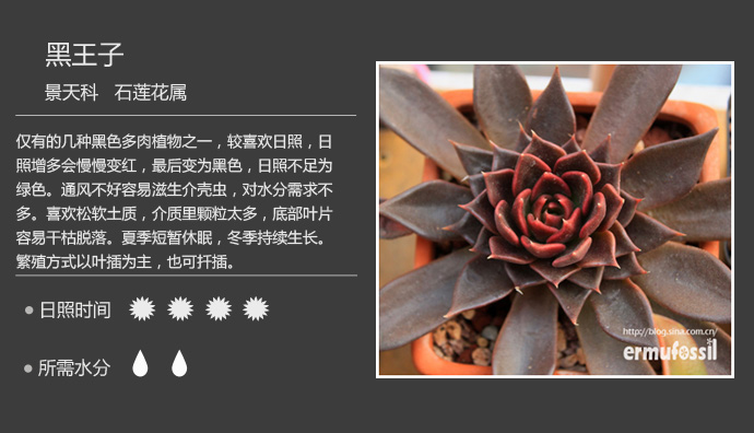 100种常见多肉植物图鉴及养殖方法