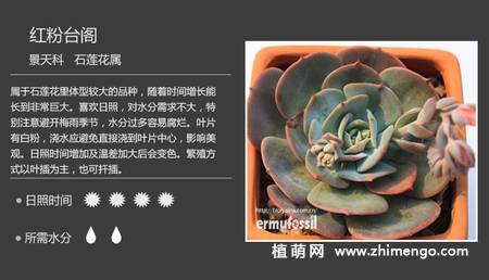 150种多肉植物图片名称大全