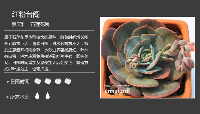 100种常见多肉植物图鉴及养殖方法
