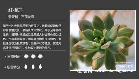 150种多肉植物图片名称大全