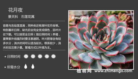 150种多肉植物图片名称大全