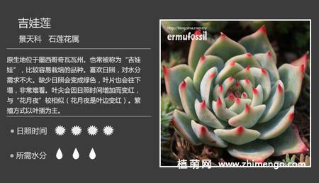 150种多肉植物图片名称大全