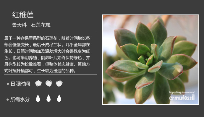 100种常见多肉植物图鉴及养殖方法