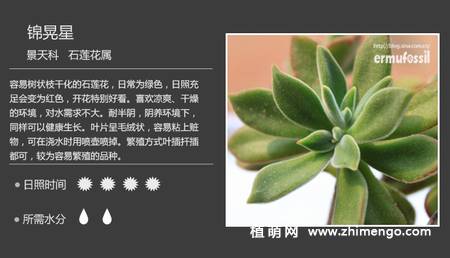 150种多肉植物图片名称大全