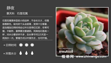 150种多肉植物图片名称大全
