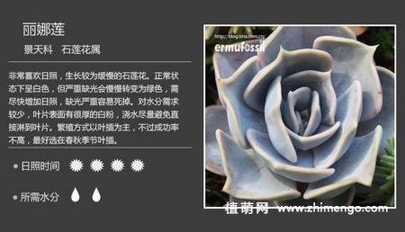 150种多肉植物图片名称大全