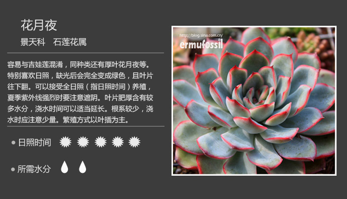 100种常见多肉植物图鉴及养殖方法