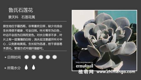150种多肉植物图片名称大全
