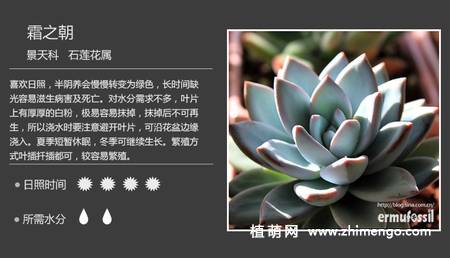 150种多肉植物图片名称大全