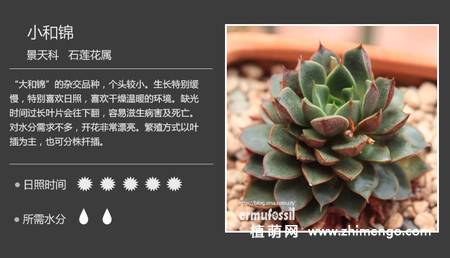 150种多肉植物图片名称大全