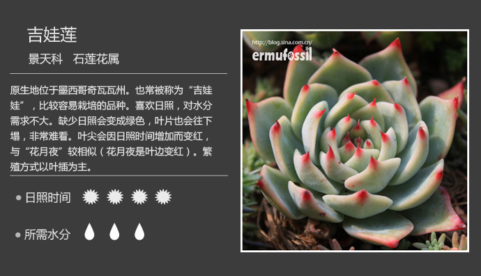 100种常见多肉植物图鉴及养殖方法