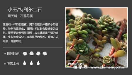 150种多肉植物图片名称大全