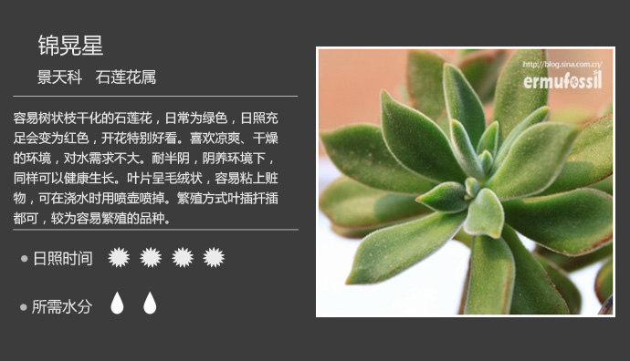 100种常见多肉植物图鉴及养殖方法