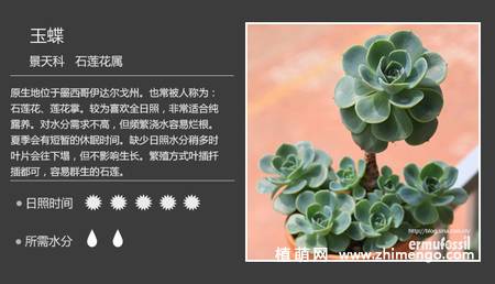 150种多肉植物图片名称大全
