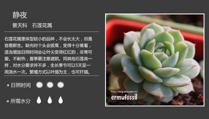 100种常见多肉植物图鉴及养殖方法