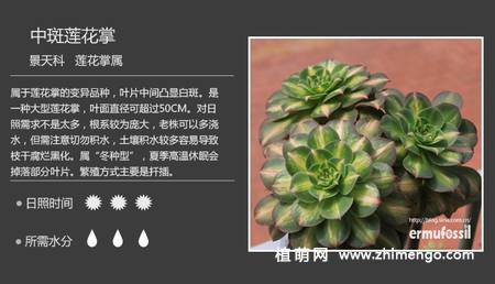 150种多肉植物图片名称大全