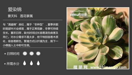 150种多肉植物图片名称大全