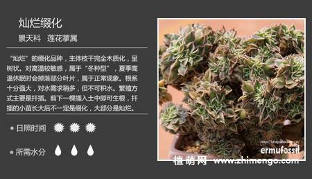 150种多肉植物图片名称大全