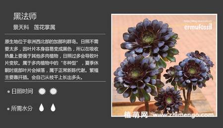 150种多肉植物图片名称大全