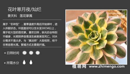 150种多肉植物图片名称大全