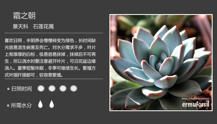 100种常见多肉植物图鉴及养殖方法