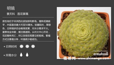 150种多肉植物图片名称大全