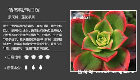 150种多肉植物图片名称大全