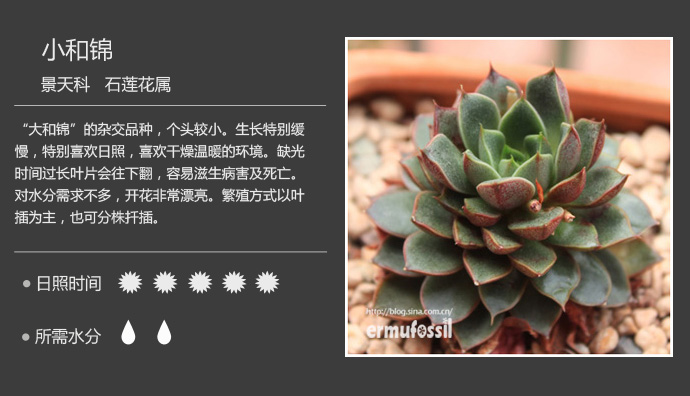 100种常见多肉植物图鉴及养殖方法