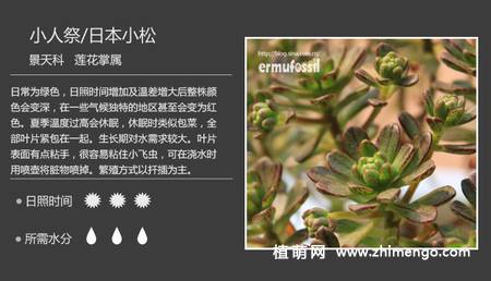 150种多肉植物图片名称大全