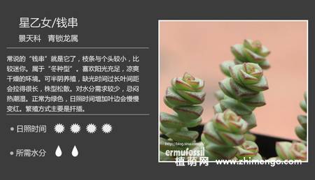 150种多肉植物图片名称大全
