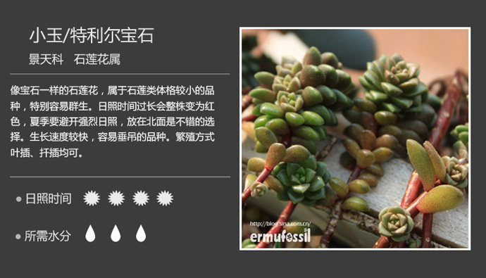 100种常见多肉植物图鉴及养殖方法