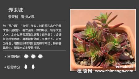 150种多肉植物图片名称大全